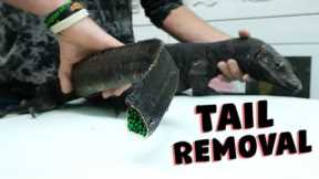 Why We Removed Our Giant Lizards Tail