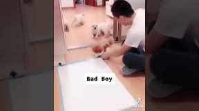 funny dog training 😅😂😂 #shorts #dog training #funniest 😂😂😂