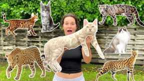 ALL MY EXOTIC CATS IN ONE VIDEO!