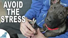 Don't Skip These 4 Stages For Dog Nail Trimming