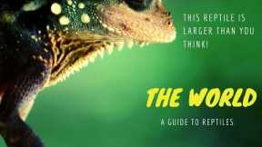 This Reptile Is Larger Than You Think!
