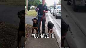 Do You Want a Well Behaved Dog? Give Them a Job to Do!