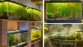 20 YEARS OF KEEPING DIRTED, FILTERLESS FISH TANKS