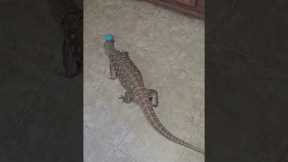 TRYING TO STEAM FLOORS WITH A PET DINOSAUR | FRIENDLY SAVANNAH MONITOR LIZARD #lizard #shorts