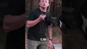 Should You Teach Your Dog Paw?