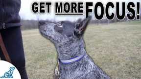 STOP Your Dog From Pulling On Leash