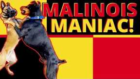 Most Difficult Malinois to Date! Dominant, Hard Headed Dog Needs Help!