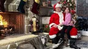 Christmas Dog Training Giveaway!