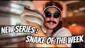SNAKE OF THE WEEK: Northern Pine Snake