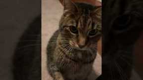 Yes, my cat can do tricks