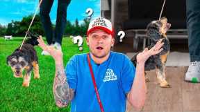How to train your dog basic commands!