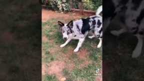 How To Teach Your Dog Easy Tricks 🐕 {DOG TRAINING} #shorts