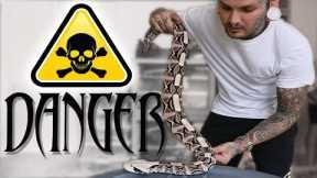 Venomous Snake Training basics - Advice on starting your hours | Tyler Nolan