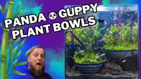 SUPER simple aquascaping! Building a Wabi Kusa inspired Guppy aquarium.