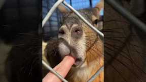 Fastest Exotic Animal Farm Tour You’ve Ever Seen! 100s of Pets!