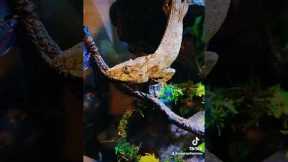 Coolest Pet Lizards? # GagnsterLizard #BestPetLizard #CubanFlaseChameleon #reptiles #animalsoftiktok