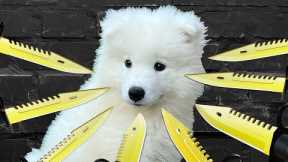 My Puppy Was Kidnapped!