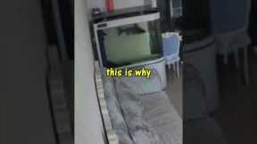 never keep a SHARK in a small aquarium. #aquarium #fishaquarium #fishing #shark