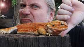 BEARDED DRAGONS MAKE HORRIBLE PETS!! I'LL TELL YOU WHY!! | BRIAN BARCZYK