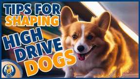 Shaping Tips For High Drive, Frantic, Hyper Dogs To Stop Dog Training Frustration #262 #podcast