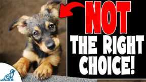 How To Pick The Perfect Puppy