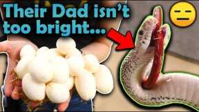 Our Ghost Bullsnake Laid Eggs!!
