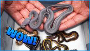 How Did We Make This Snake! Rare Combo