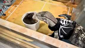 Monitor Lizard Eats Ridiculous Rat
