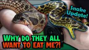 Update on the new Snakes we got in 2023!