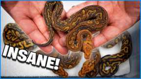 Cant Believe We Hatched These Snakes! Mandarin Strangers