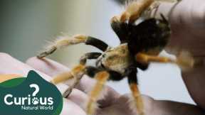Looking After The World's Most Exotic Pets | HALLOWEEN FULL EPISODE 🎃 | Curious?: Natural World