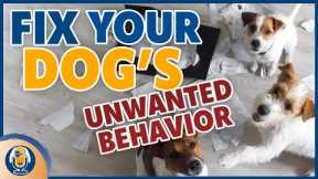 How To Use Your Dog’s Favorite Reinforcements To Fix Unwanted Inadvertent Behaviors #257 #podcast