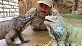 Two Iguanas talking think I'm kidding right 😳