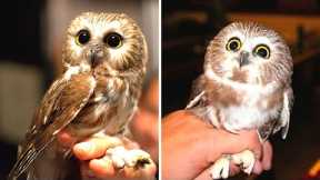 10 Tiny Exotic Animals You Can Own As Pets