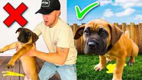 How To Potty Train Your Puppy In 4 Days! 10 Week Old Puppy Potty Training!