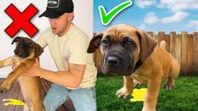 How To Potty Train Your Puppy In 4 Days! 10 Week Old Puppy Potty Training!