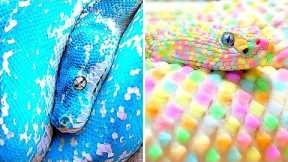The RAREST Snakes In The World Part 1