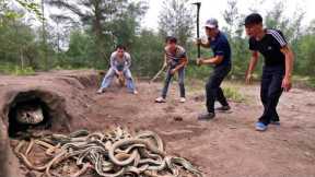 Catch 100 Extremely Poisonous Black Gold Snakes With Bare Hands