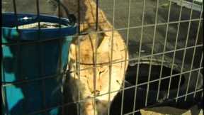 The Challenges of Owning Exotic Pets