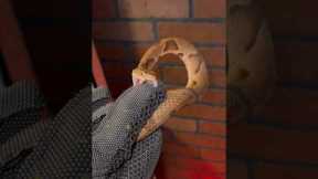 VENOMOUS Snake Vs Bite PROOF glove!