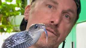 Time to Show You These Amazing Snakes - Ptyas, Mad Hog, King Rat & Falsies.