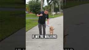 3 Pro Tips to Leash Walking