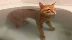 When your cat has a smooth brain 🐱Funny Cat Video