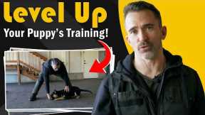 Learn to Teach Your Dog 5 Command in Less Than 8 Minutes!