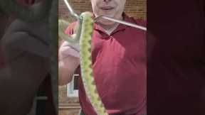 VENOMOUS SNAKE HANDLING AS YOU'VE NEVER SEEN!!! #snakes #snakes #reptiles #animalbabies #foryou #fyp
