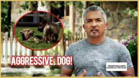 Can I Help This Small Dog with an AGGRESSIVE attitude | Leader of the Pack