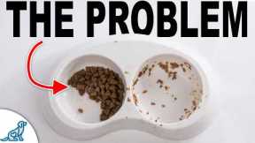 The #1 Mistake Dog Owners Make Feeding...
