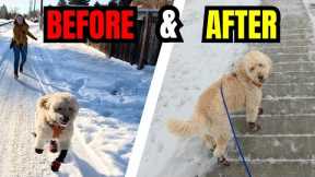 Dog Pulls on Leash After Getting a Treat? Try THIS!
