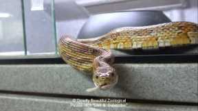 episode #1096 mixed bag of snakes feeding movie