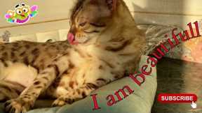 Naomi the cat washes herself before guests arrive, and do your cats wash themselves?